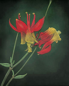 Scarlet Columbine