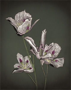 Sego Lily