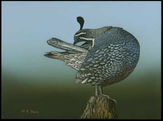 Ca Quail