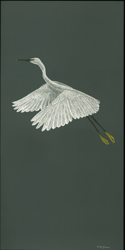 Egret in Flight on Grey