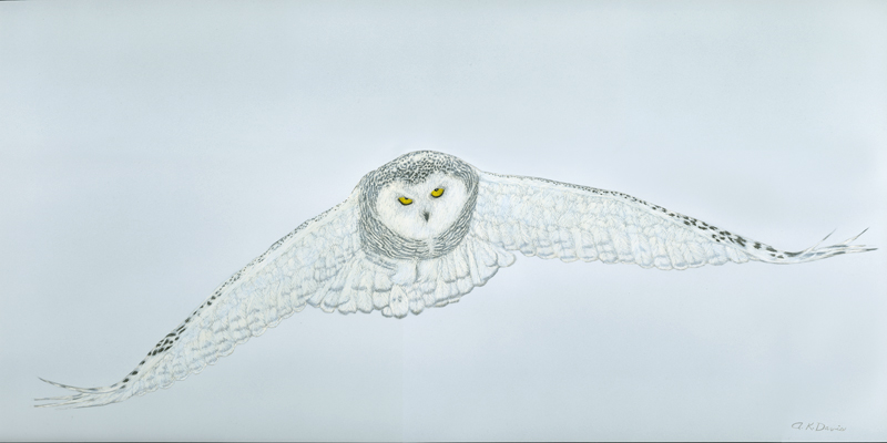 Snowy Owl