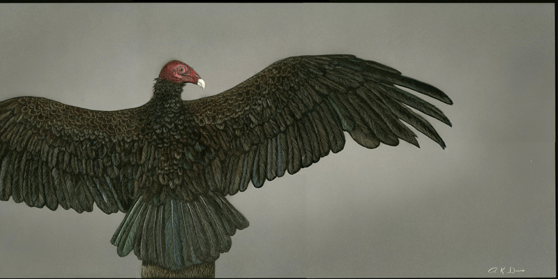 Turkey Vulture on Post