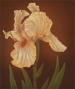 Iris